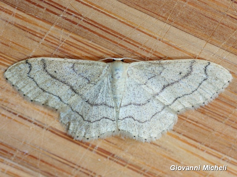 Scopula nigropunctata da confermare. No,  Idaea aversata f. remutata, Geometridae